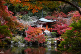 Japan_Autumn_2025 (43/47)